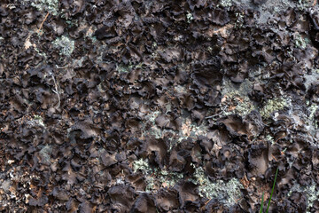 Stone with brown and green lichen. Natural background
