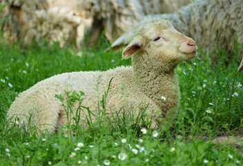Naklejka na ściany i meble Cute little lamb laying on the grass in the farm