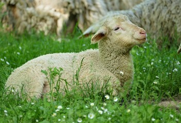 Naklejka premium Cute little lamb laying on the grass in the farm