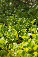 Obraz premium Plant with medicinal properties. Bearberry leaves, bearberry, Arctostaphylos uva-ursi