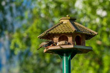 a starling, sturnus vulgaris, perched on a bird feeder