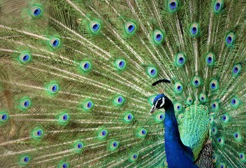 Obraz premium Colorful peacock spread fail