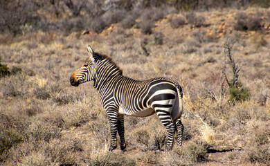 Fototapeta na wymiar Mountain zebras isolated in the Karoo National Park in South Africa