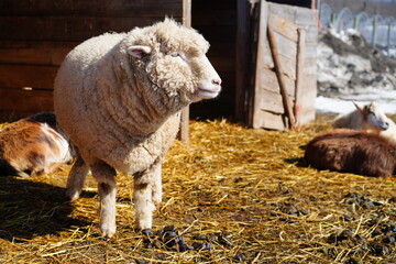 A wooly white sheep at a farm in winter in New Jersey