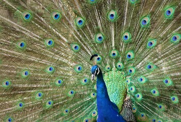 Naklejka premium Peacock with colorful feathers