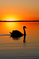 Black silhouette of the swan at sunset