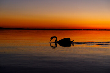Black silhouette of the swan at sunset.