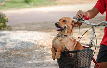Happy one dog in a collar with a is sit down on the bicyclist. Small beagel.