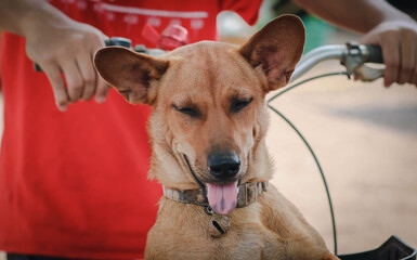 Happy one dog in a collar with a is sit down on the bicyclist. Small beagel.