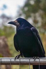 The rook on the fence