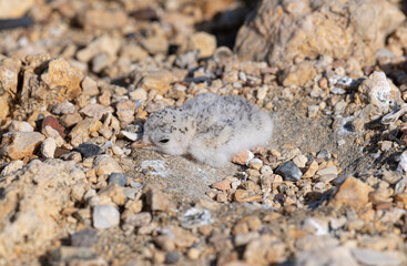 Baby bird fluff. A Fluffy baby bird. Least Tern Chick