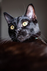 black cat portrait