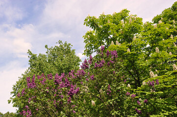 blooming chestnut and lilac in the park in spring