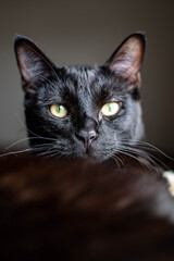 black cat portrait