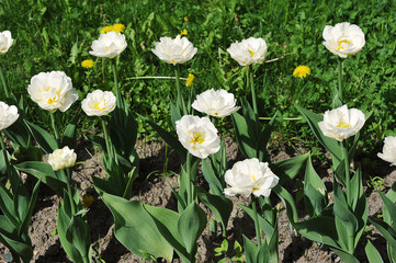 Obraz premium green grass and blooming white tulips