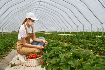 Young female farmer in face mask, cap and apron harvesting ripe strawberries at greenhouse. Caucasian woman picking fresh berries. Seasonal fruits.