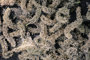 abstract background-aspen catkins on the ground
