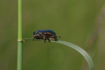 Close-up of Cetonia aurata beetle in natural environment