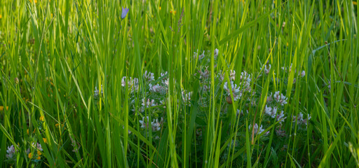 Close-up of details of green summer wild grass growth grass on a sunny day in a background of vibrant and bright colors