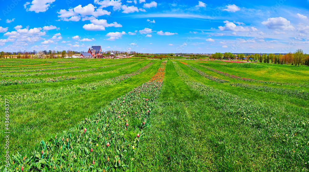 Poster The tulip field and green lawn