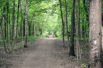 path in the park-Izmailovsky park in Moscow