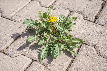 Dandelion plant on the sidewalk between the tiles