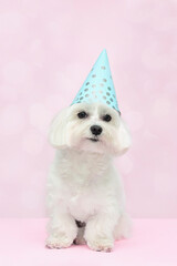 Cute maltese  dog wearing party hat   on pink background  with copy space . vertical card . Dog birthday party  concept . Dog food, goods for pets advertising concept .