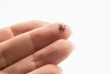 Infected female deer tick on  human hand skin.  isolated on white background with copy space . Ixodes ricinus. Parasitic mite. Acarus. Dangerous biting insect  . Disgusting carrier of infections. Tick