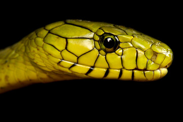 western green mamba (Dendroaspis viridis)