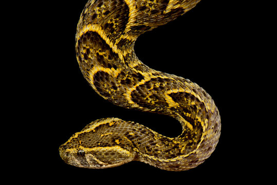 Puff adder (Bitis arietans) responsable for most medical significant snakebites in sub-saharan Africa.