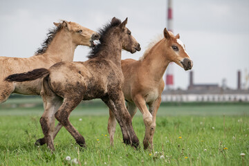 Obraz premium Young thoroughbred foals frolic on a green field.