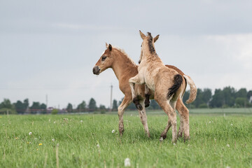 Young thoroughbred foals frolic on a green field.
