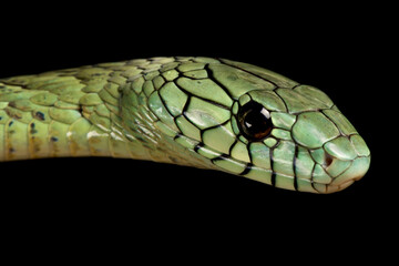 Western green mamba (Dendroaspis viridis)