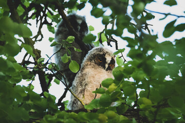 Waldohreule mit Nachwuchs