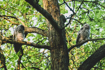 Waldohreule mit Nachwuchs