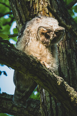 Waldohreule mit Nachwuchs