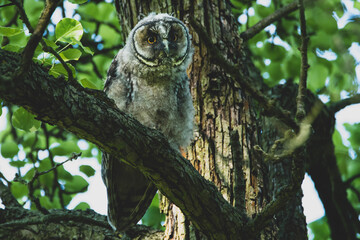 Waldohreule mit Nachwuchs