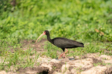 The bare-faced ibis (Phimosus infuscatus)