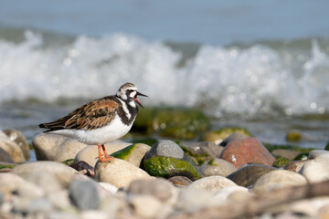 A ruddy turnstone vocalizes as a wave crashes behind it at McLaughlin Bay Wildlife Reserve in Oshawa, Ontario.