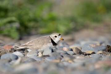 An endangered piping plover practically blends into the surrounding beach stones at McLaughlin Bay Wildlife Reserve in Oshawa, Ontario.