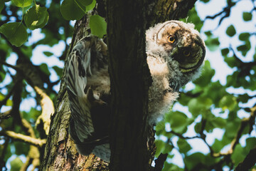 Waldohreule mit Nachwuchs