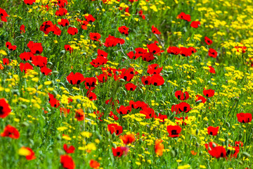 Red poppies field in springtime landscape, nature
