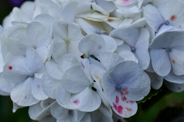 Pétalos de Hortensia 