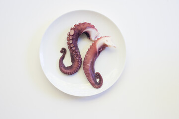 octopus in white background
