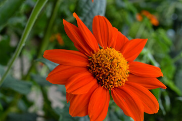 Flor naranja 2