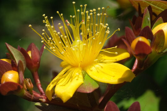 Yellow flower of St. John's wort.Close-up of the petals of a Hypericum flower. Italy. 