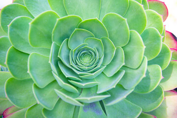 Sempervivum tectorum boutignyanum common houseleek in rosette cacti background, succulent