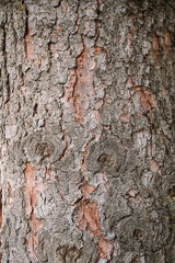 Bark of tree. Background from a tree bark. Texture, background of the old tree bark.Brown texture of the old tree.