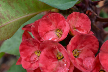 Flores de Jardín 1
