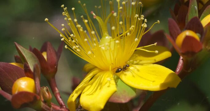 Yellow flower of St. John's wort with an ant. Close-up video of an ant inside the corolla of a Hypericum flower. Italy. 